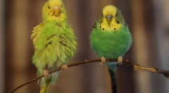 Molting faliste papugi, jak zrozumieć, że papuga jest len